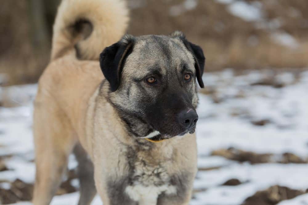 Anatolian Shepherd dog in the snow