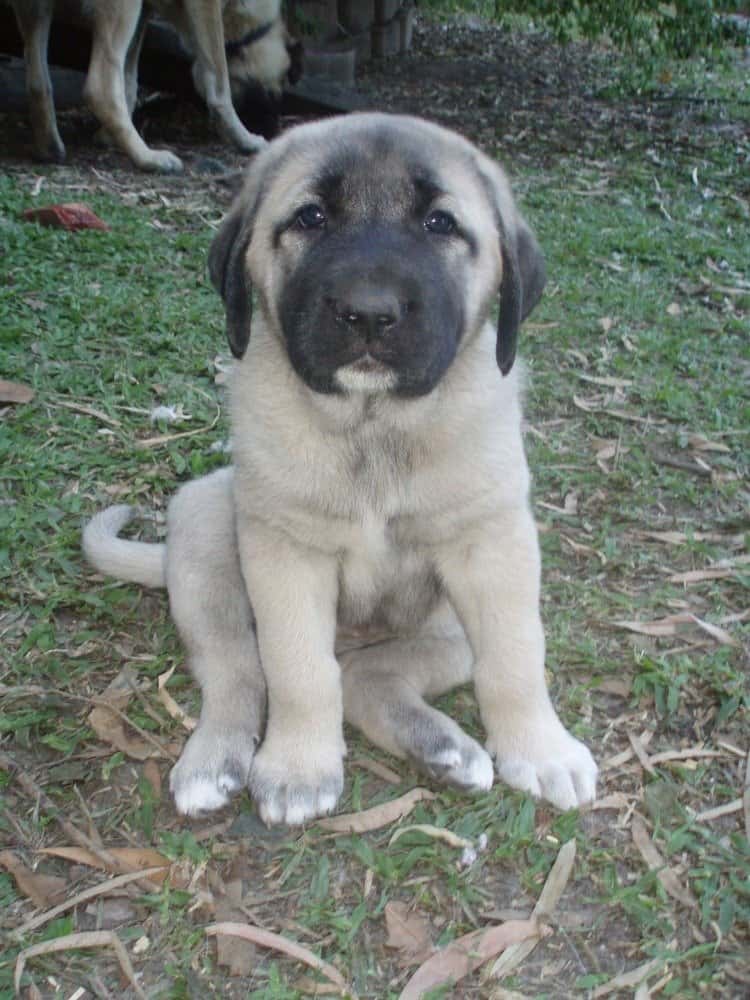 An Anatolian Shepherd Dog Puppy