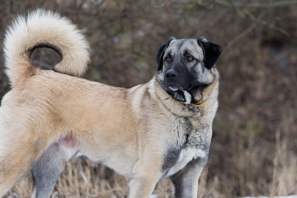 Anatolian shepherd dog standing outside