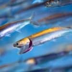 Anchovies