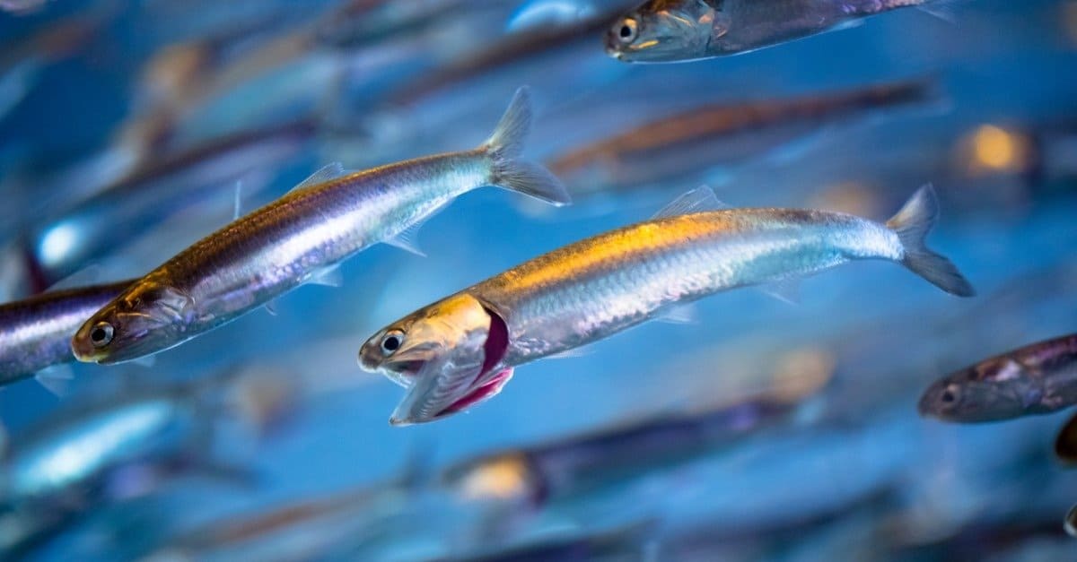 Anchovies Fish Facts AZ Animals