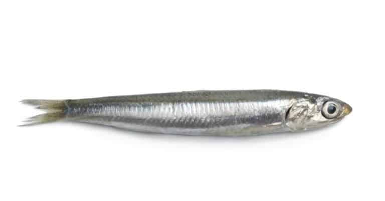 European anchovy isolated on white background
