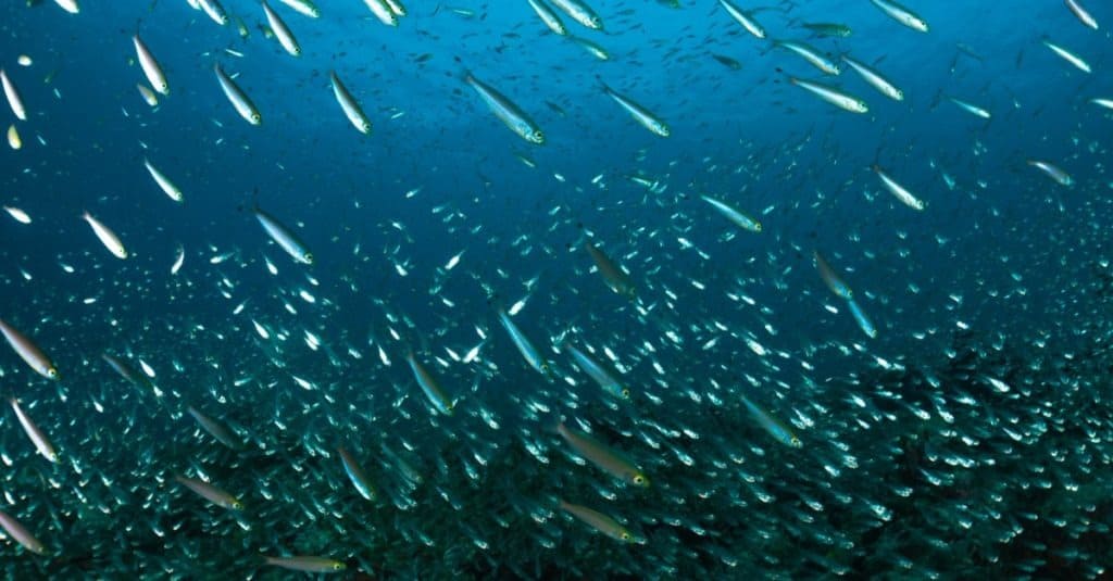 School of anchovies