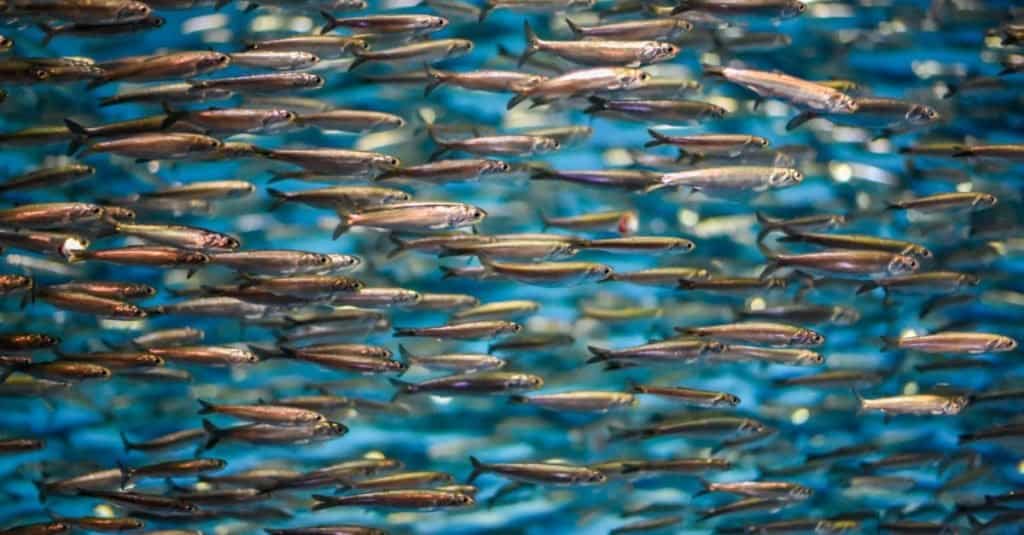 School of anchovies in the Atlantic Ocean