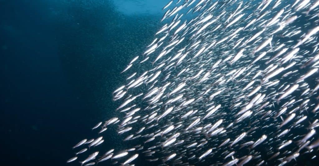 School of anchovies are the main food source for weakfish in Delaware. 