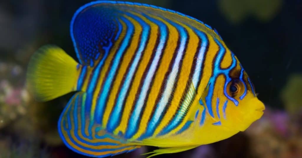 Regal Angelfish, Pygoplites diacanthus, a saltwater angelfish from the Indo-Pacific and Red Sea.