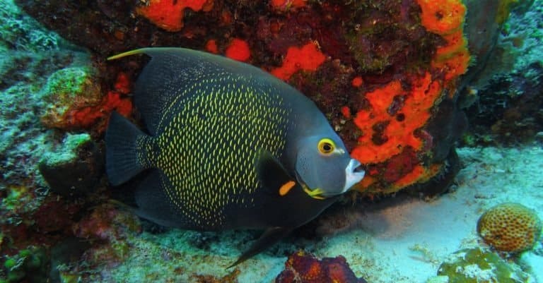 Swimming French angelfish (Pomacanthus paru) and red coral reef.