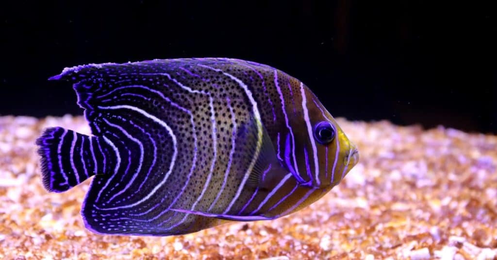Pomacanthus semicirculatus, the Koran angelfish or semicircle angelfish