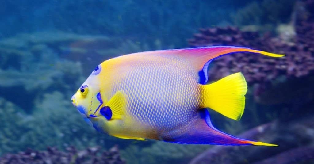 Queen angelfish