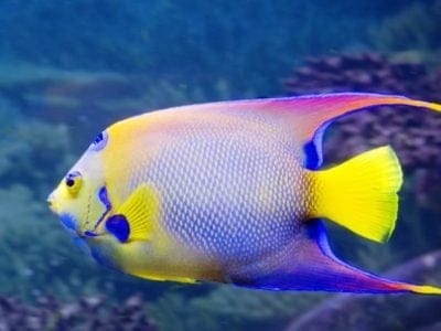 A Angelfish