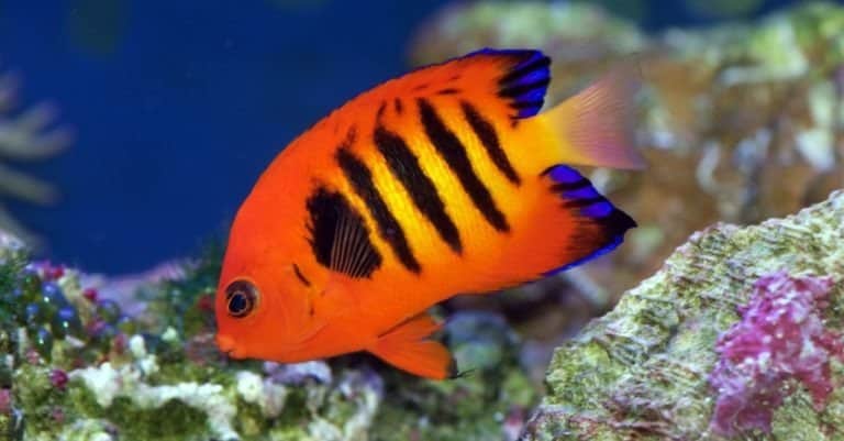 Flame Angelfish, Centropyge loricula, is a dwarf or pygmy marine angelfish from the tropical waters of the Pacific Ocean