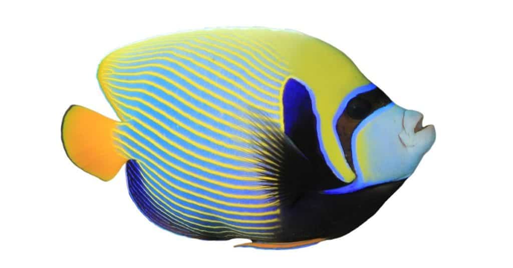 Emperor Angelfish (Pomacanthus imperator) isolated on white background