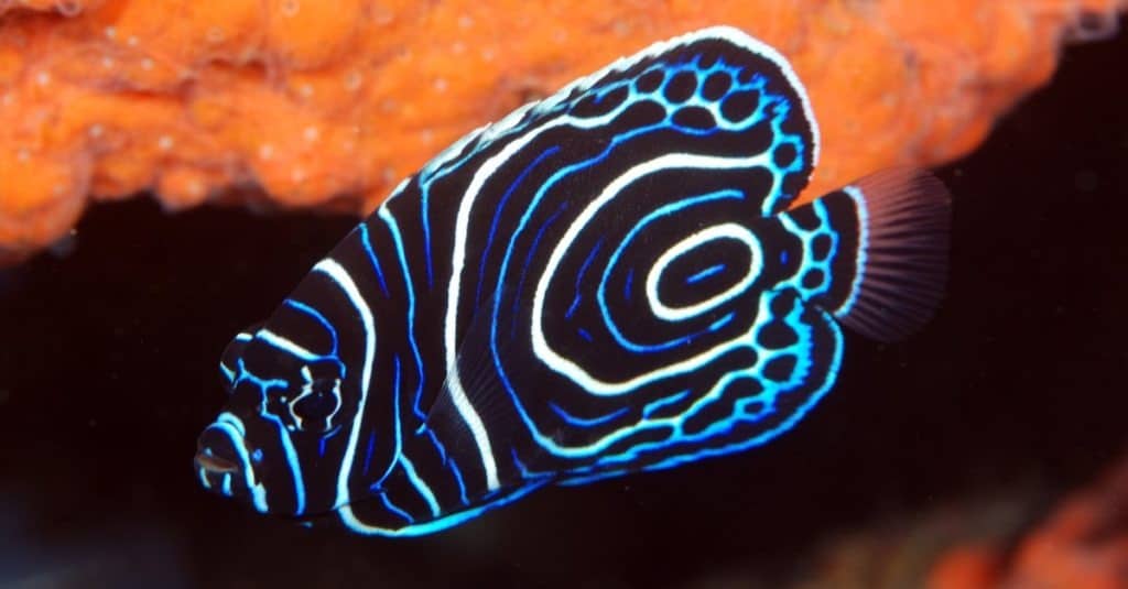 Emperor Angelﬁsh juvenile (Pomacanthus imperator). Tulamben, Bali, Indonesia.