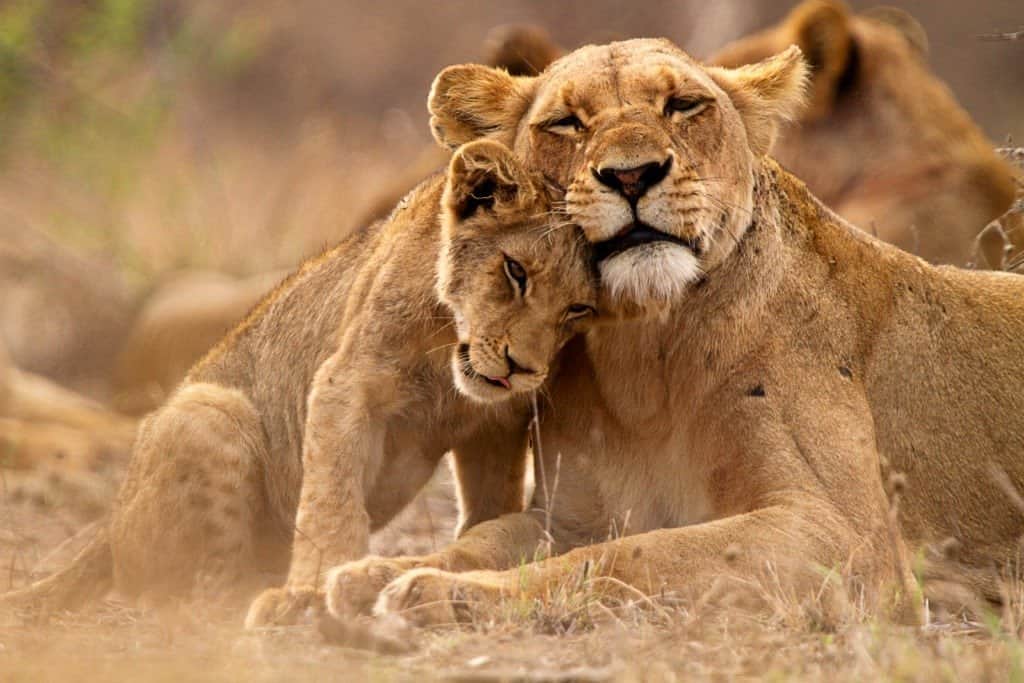 รักสัตว์!  สิงโตตัวเมียกอดลูกของมัน