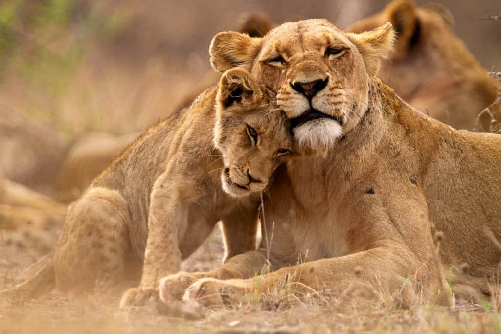 Animals Lioness And Cub 1024x683 