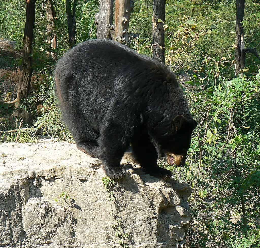 American black bear Ursus americanus