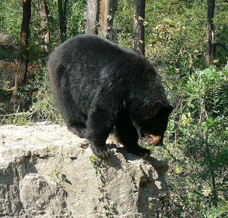 American black bear Ursus americanus