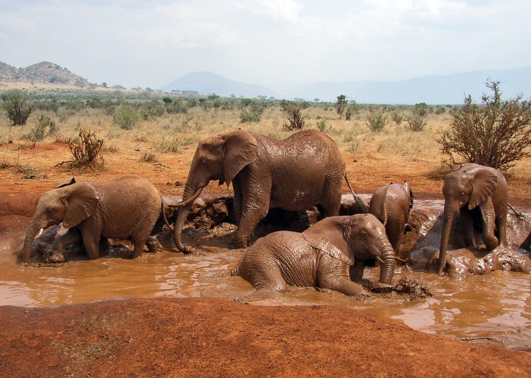 Family of African Bush Elephants taking a mud bath in Tsavo East National Park, Kenya.