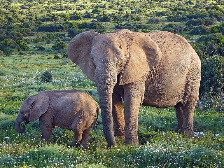 African Elephant in Addo National Park, South Africa