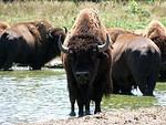 Bison (Bison bison) at a watering hole
