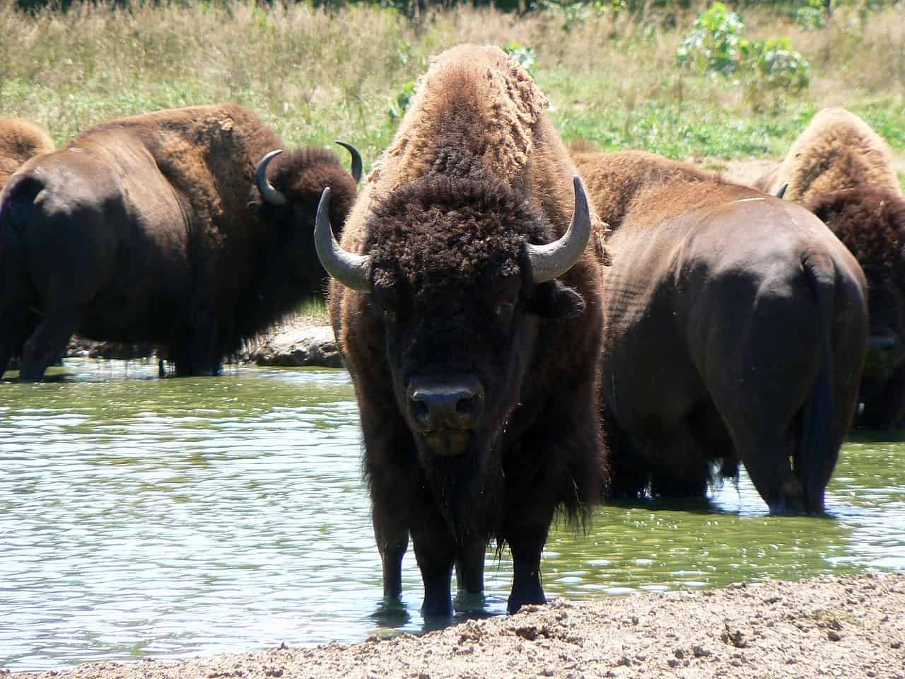 Herd of bison in river.