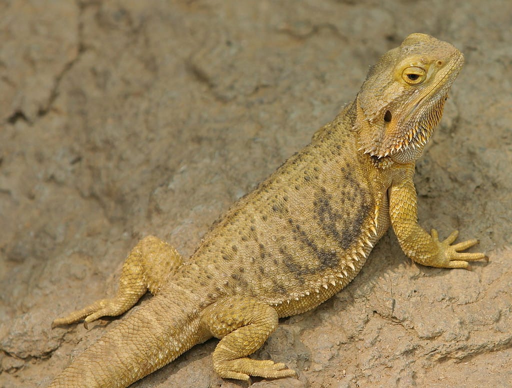 Bearded Dragon at Indianapolis Zoo