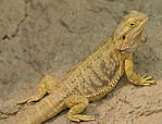 A Bearded Dragon at the Indianapolis Zoo