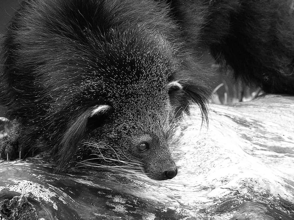 binturong
