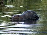 Beaver in Six Mile Lake Provincial Park in Ontario