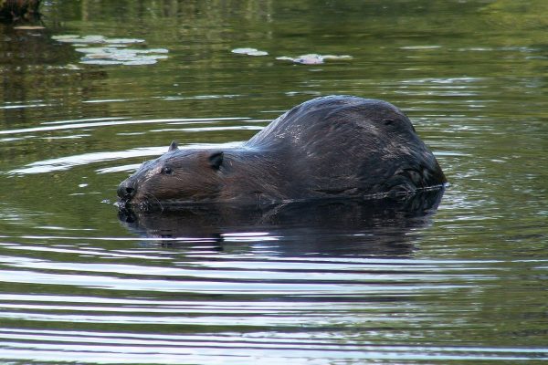 Beaver in Six Mile Lake Provincial Park in Ontario
