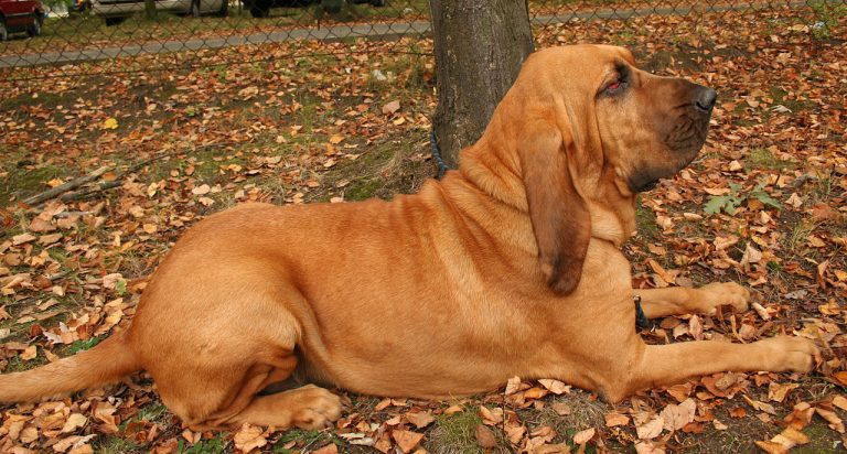 bloodhound laying in the leaves