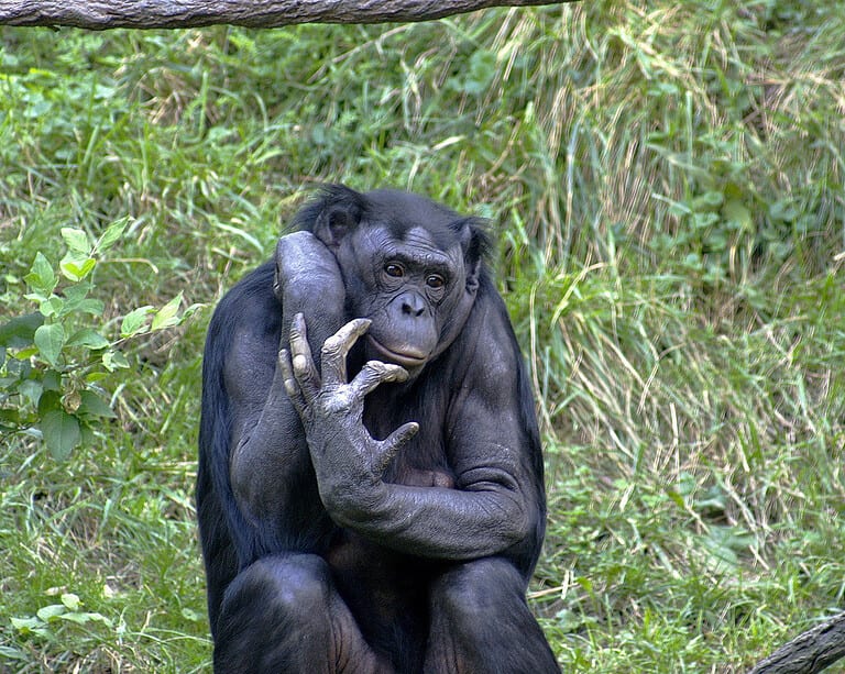 Photo taken by Kabir Bakie at the Cincinnati Zoo May 2005