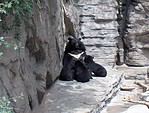 Asiatic Black Bear with young at Denver Zoo