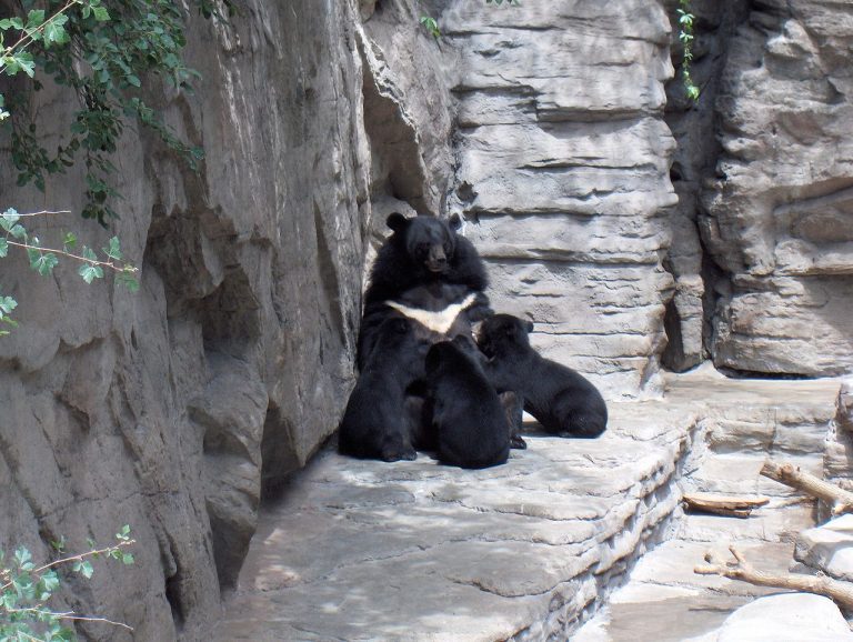 Asiatic Black Bear with young at Denver Zoo