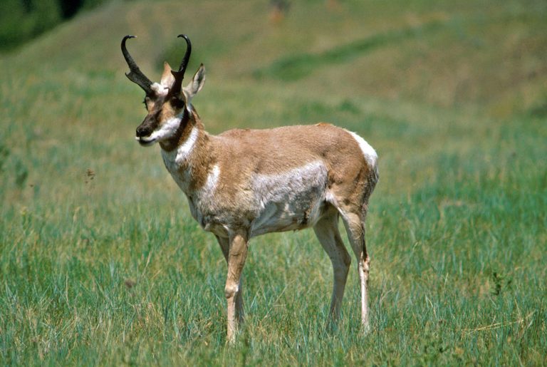 Pronghorn - male The original USFWS image has been edited by the uploader to reduce size and increase brightness.