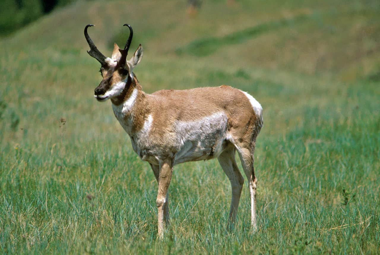 Pronghorn standing in green pasture
