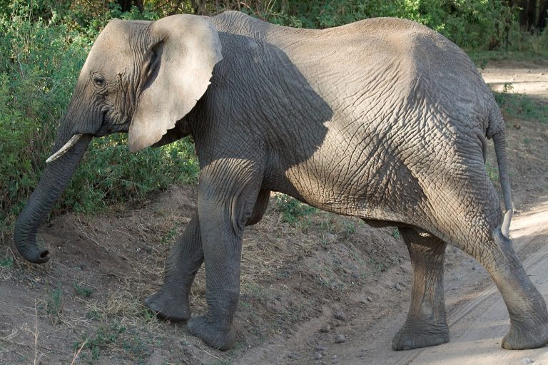 Loxodonta africana An African Bush Elephant at Lake Manyara National Park, Tanzania. Elephant