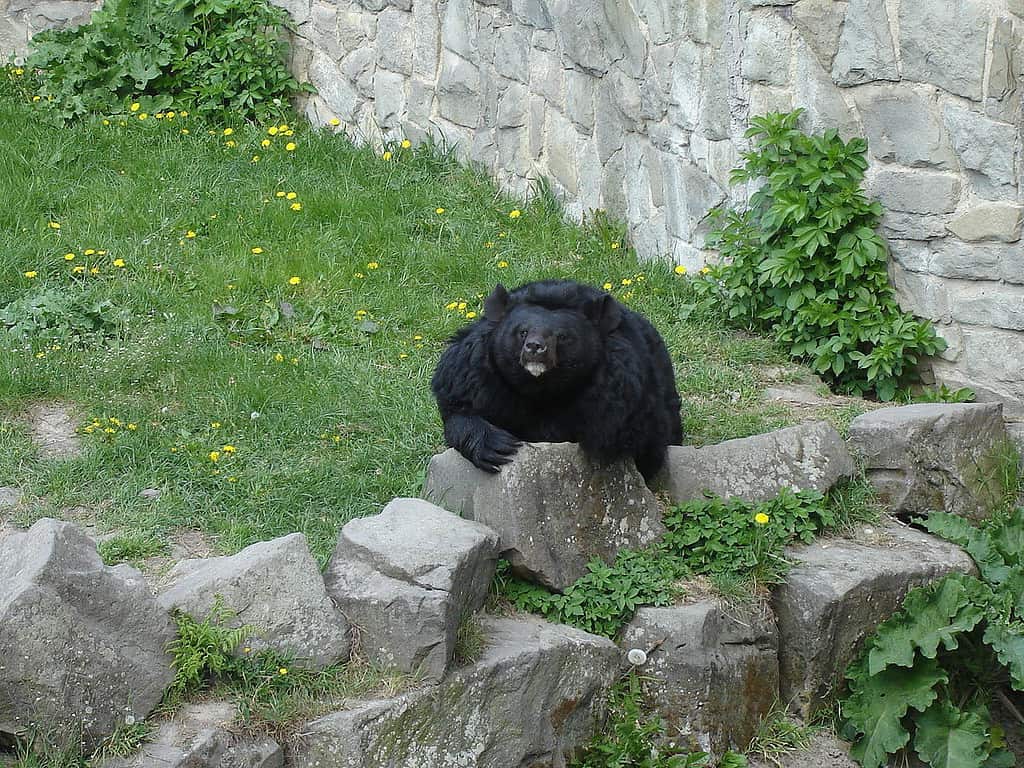Ursus thibetanus ZOO in Chorzów, Poland