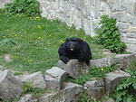 Asian Black Bear (Ursus thibetanus) ZOO in Chorzow, Poland