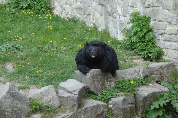 Asian Black Bear (Ursus thibetanus) ZOO in Chorzow, Poland