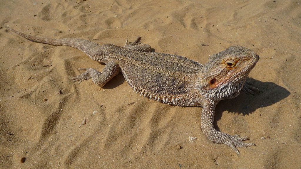 Pogona vitticeps Ahl, 1926 Русский: Бородатая агама Pogona vitticeps (Ahl, 1926)