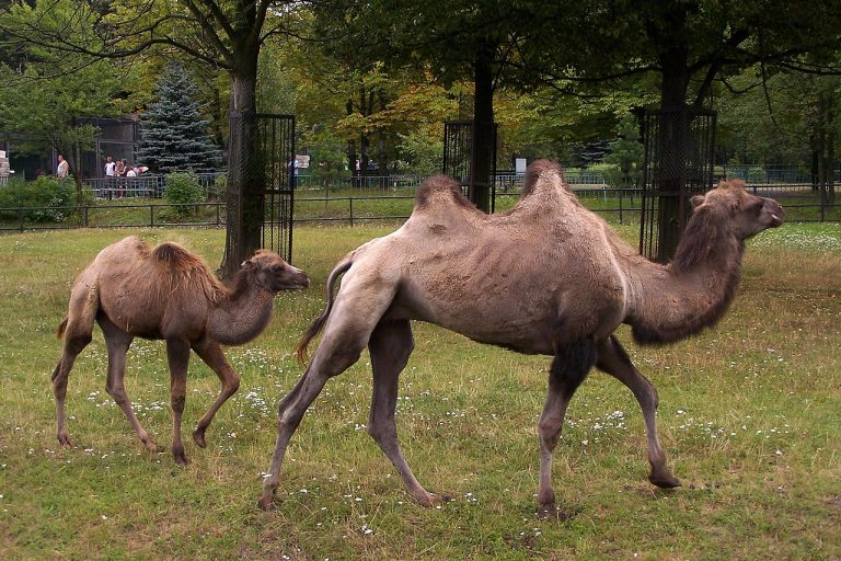 WPKiW - ZOO - Wielbłądy Camels in Silesian Zoological Garden in WPKiW (Chorzów, Poland). Camelus bactrianus.