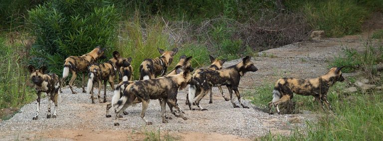 African Wild Dogs - Kruger National Park - South Africa (Sabi Sabi Game Reserve)