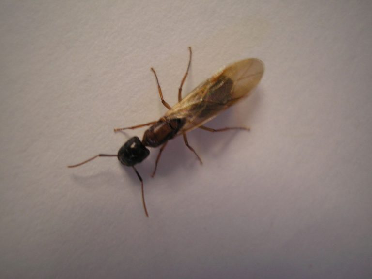A winged ant, probably male