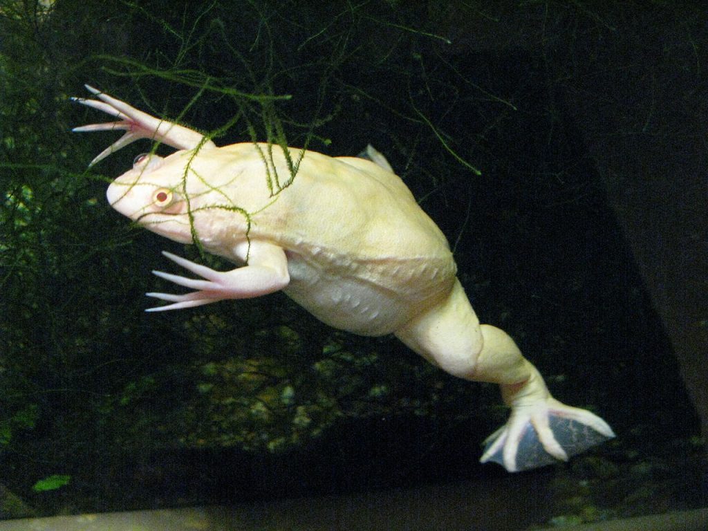 Xenopus laevis var albino