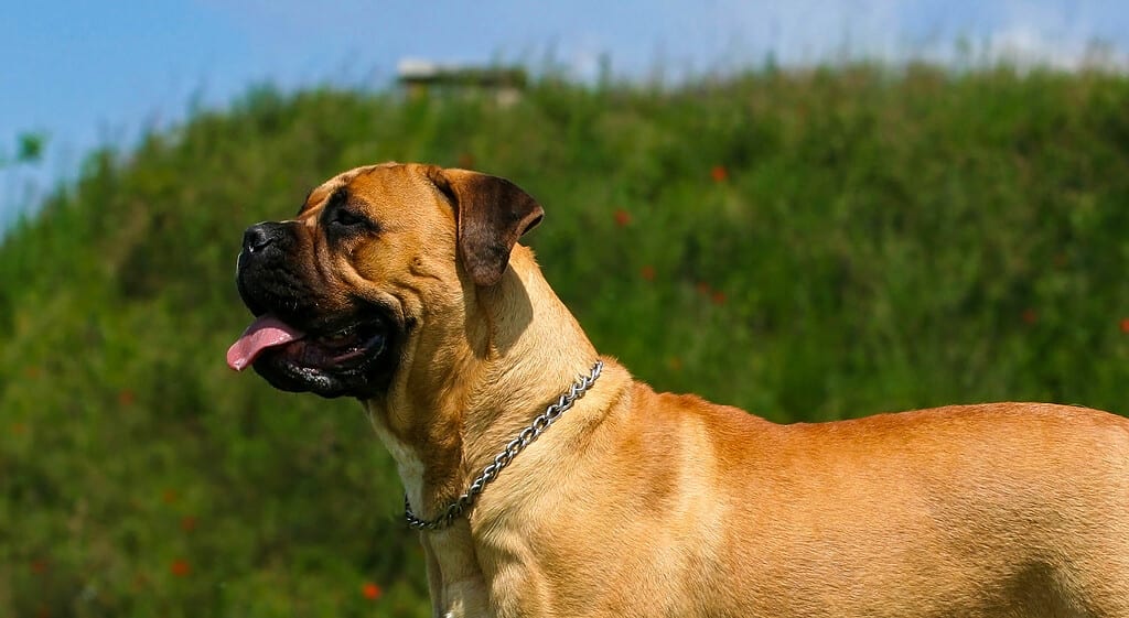 Bullmastiff Lifespan: Average Life Expectancy and More! - A-Z Animals