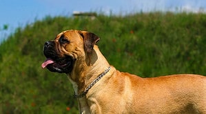 Bullmastiff Lifespan: Average Life Expectancy and More! Picture