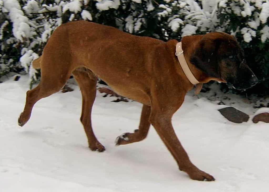 Bavarian Mountain Hound (name: Zoran Spod Ruskiej Granicy)
