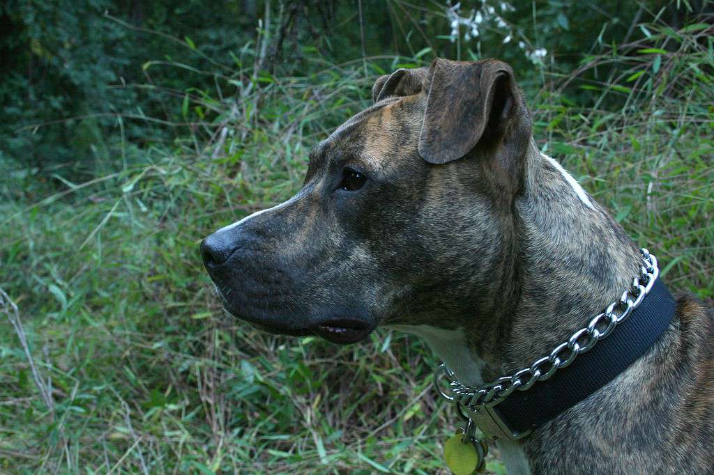 A female brindle American Pit Bull Terrier at Carolina North Forest in Chapel Hill, North Carolina.