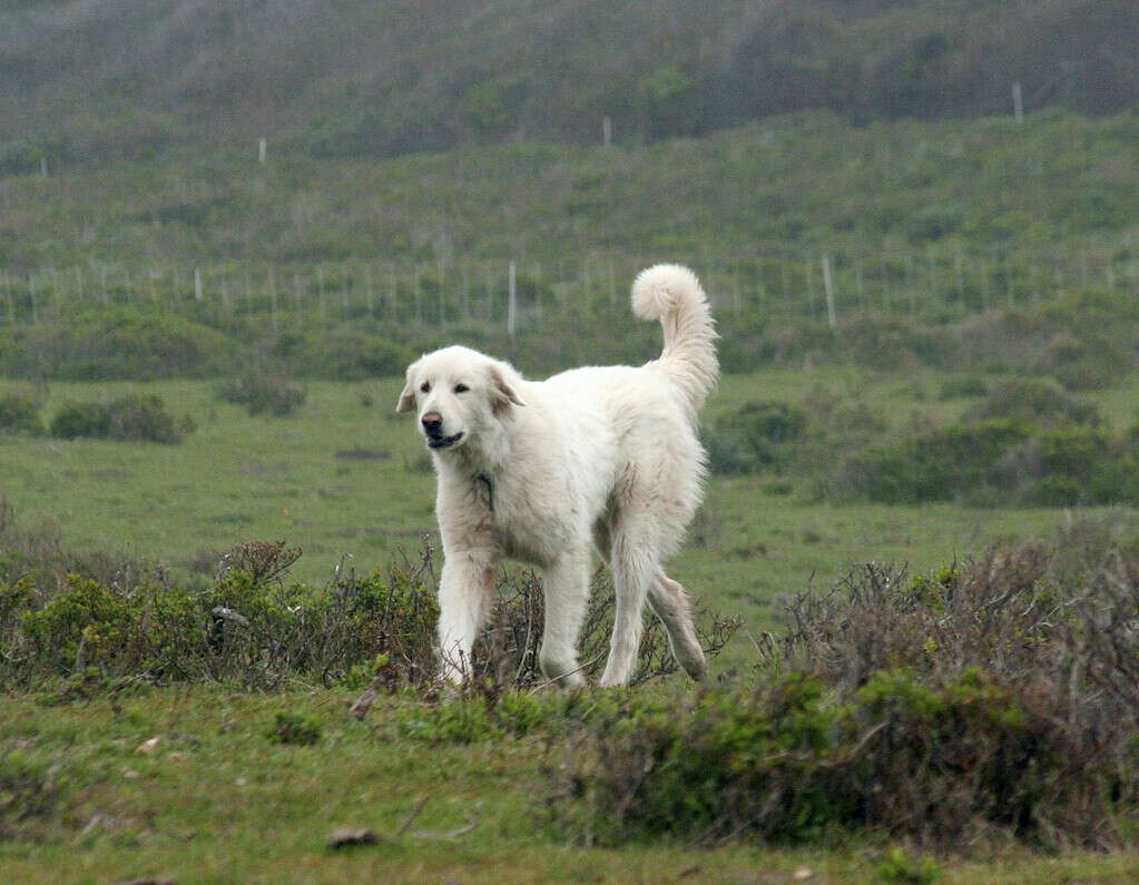 Turkish Akbash, livestock guardian dog